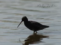 Zwarte Ruiter [Tringa erythropus]
